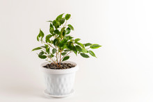 Ficus Benjamin In A Pot Isolated On White Background	