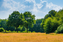 Golden Grass Pasture With Trees, Beautiful Landscape Scenery In The Melanen, Halsteren, Bergen Op Zoom, The Netherlands