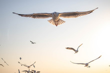 Seagulls Bird Flying Over The Sea With Beautiful Sunset On Evening Twilight Sky Landscape Background
