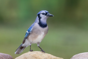 Wall Mural - Bluejay in a bird drinker outside backyard