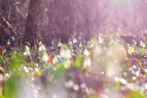 First snowdrops in the forest.