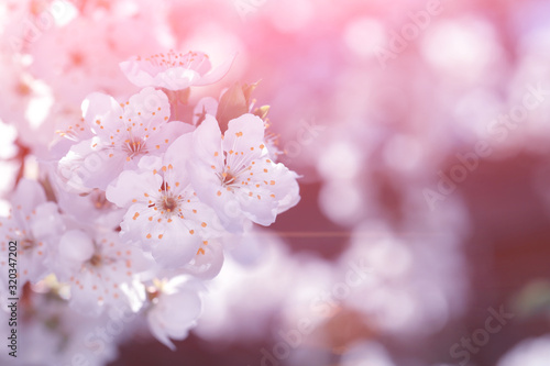 Beautiful orchard at sunrise.