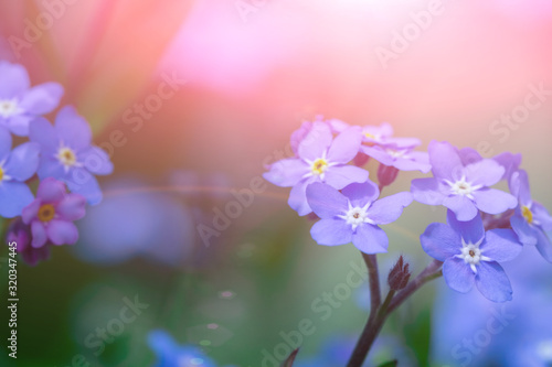 Spring background forget-me-not flowers.