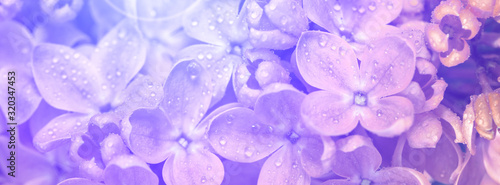 Springtime bunches of lilac blossoms on branches