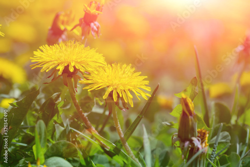 Yellow dandelion flower in green grass.