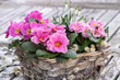 Primeln in Pink im Birkenholz-Korb als Frühlingsdekoration