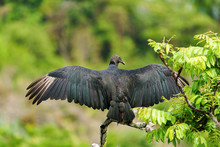 Black Vulture (Aegypius Monachus) In Tree With Wings Extended, In Costa Rica