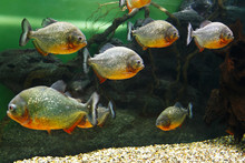 School Of Red Piranha (Pygocentrus Nattereri), Also Known As The Red-bellied Piranha, Red Belly Piranha In Their Habitat