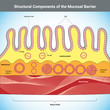 Structural Components of the Mucosal Barrier medical illustration