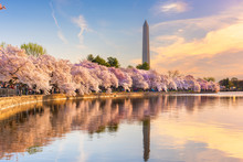 Washington DC, USA At The Tidal Basin With Washington Monument In Spring Season.