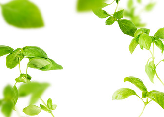 Wall Mural - Vividly flying in the air green basil leaves isolated on white background