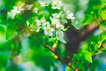 There are many white flowers on the cherry tree. Fluffy delicate petals on thin twigs and green leaves. Spring mood and beautiful nature.