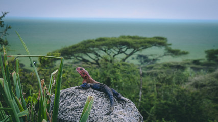 Colorfull gecko on a rock in Serengeti national park Tanzania