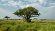Solo tree in Serengeti national park 