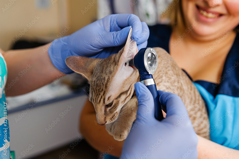 Inspection of cat ears in an otoscope. Examination of animal ears in a ...