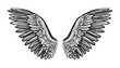 Pair of spread out wings, vector illustration.