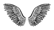 Pair Of Spread Out Wings, Vector Illustration.