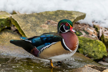 Wall Mural - Male Carolina duck (Aix sponsa), also known as the North American wood duck. Scene from Wisconsin conservation area.