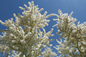 White Flowers with a Blue Sky