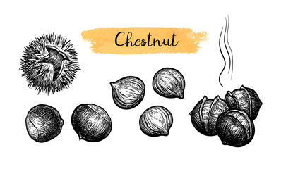 Canvas Print - ink sketch of chestnuts.
