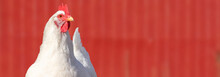 A Close Up Of An Adult (Rhode Island White) Hen Chicken Against A Red Barn