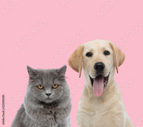 Team Of British Long Hair And Labrador Retriever Buy This Stock