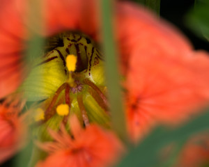 The inside of a pink flower