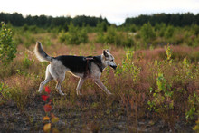 Dog Fetching Prey In Field In The Dusk