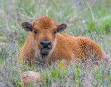 Bison Calf In The Wichita Mountains