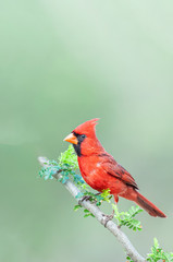 northern cardinal cardinalis cardinalis