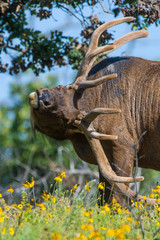 Poster - Bull Elk in summer with antlers in velvet