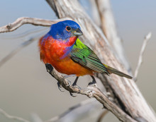Painted Bunting Male In The Wichita Mountains