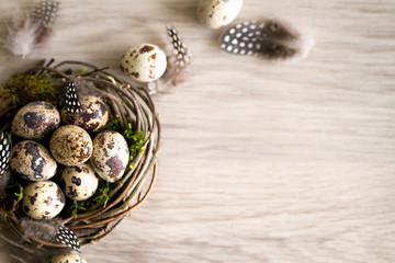 Quail easter Eggs and feather in bird nest on rustic wooden background with copy space. Spring, Easter and healthy organic food concept.