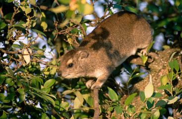 Sticker - Rock hyrax / Klippschliefer (Procavia capensis) - Serengeti-Nationalpark, Tansania