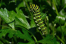 Black Swallowtail Caterpillar Feeding On Flat Leaf Parsley. Also Known As Papilio Polyxenes, It Is Found Throughout Much Of North America. It Is The State Butterfly Of Oklahoma And New Jersey.
