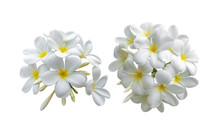 Tropical Flowers Frangipani (plumeria) On White Background
