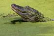 Closeup of the head of crocodile in green water