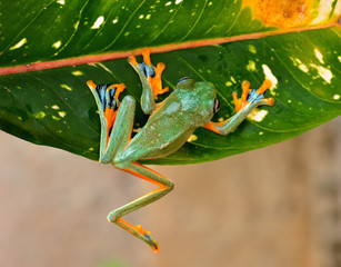 Wall Mural - frog on leaf