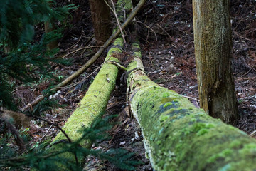 Bridge to forest