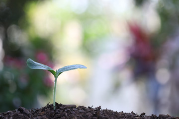 Young green plants growing with bokeh light