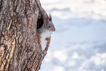 Squirrel In Winter Looking Out Of A Hollow Tree.