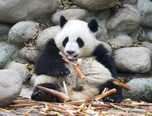 Close Up On Giant Pandas Sitting And Eating