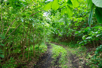 Wall Mural - The road in the forest. Green thickets of wild forest. Jungle. Summer landscape.