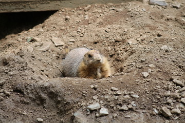 Prairie dog in the dirt