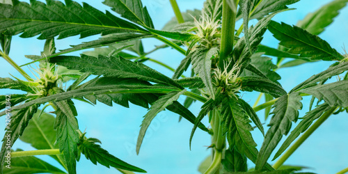 Cannabis plant panorama Poster Mural XXL