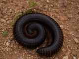 Fototapeta  - centipede in the desert