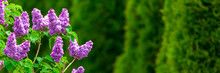 Purple Lilac Flowers With Green Thujas In Garden
