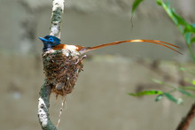 A Male African Paradise Flycatcher - Terpsiphone Viridis - Sits On The Nest. The Males And Females Take Turns To Keep The Eggs Warm