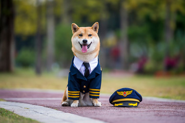 Wall Mural - Shiba Inu wearing pilot costume