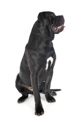 Wall Mural - cane corso in studio